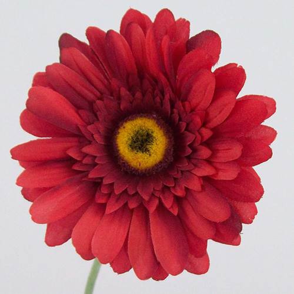 Silk Gerbera Red 65cm Artificial Flowers